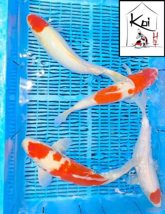 0083, 0084, 0085 - Kohaku, Tancho Kohaku