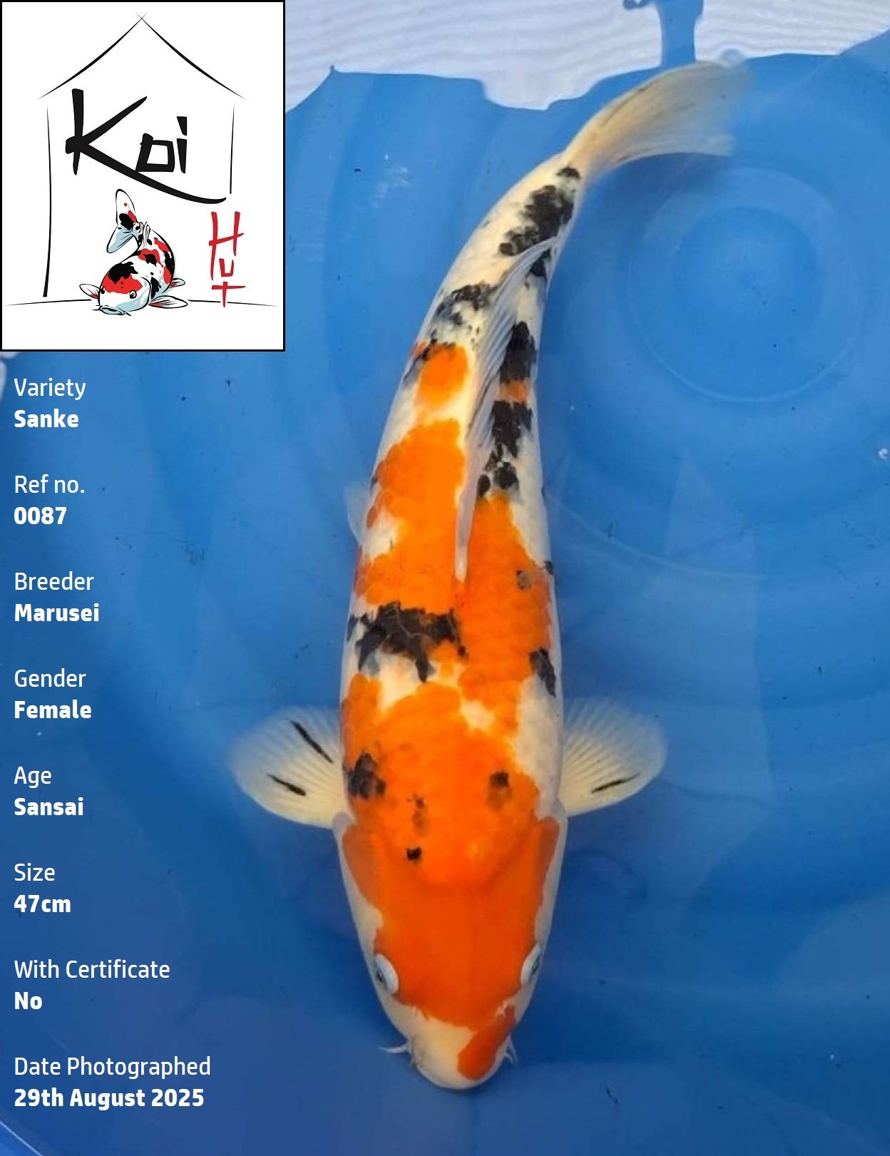 0087 - Sanke [Marusei]