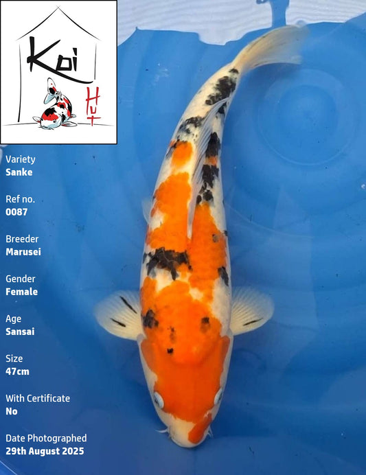0087 - Sanke [Marusei]