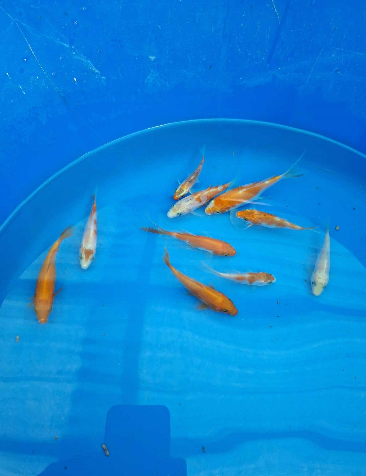 0101 - Tosai Koi Carp Mix 7cm - 10cm