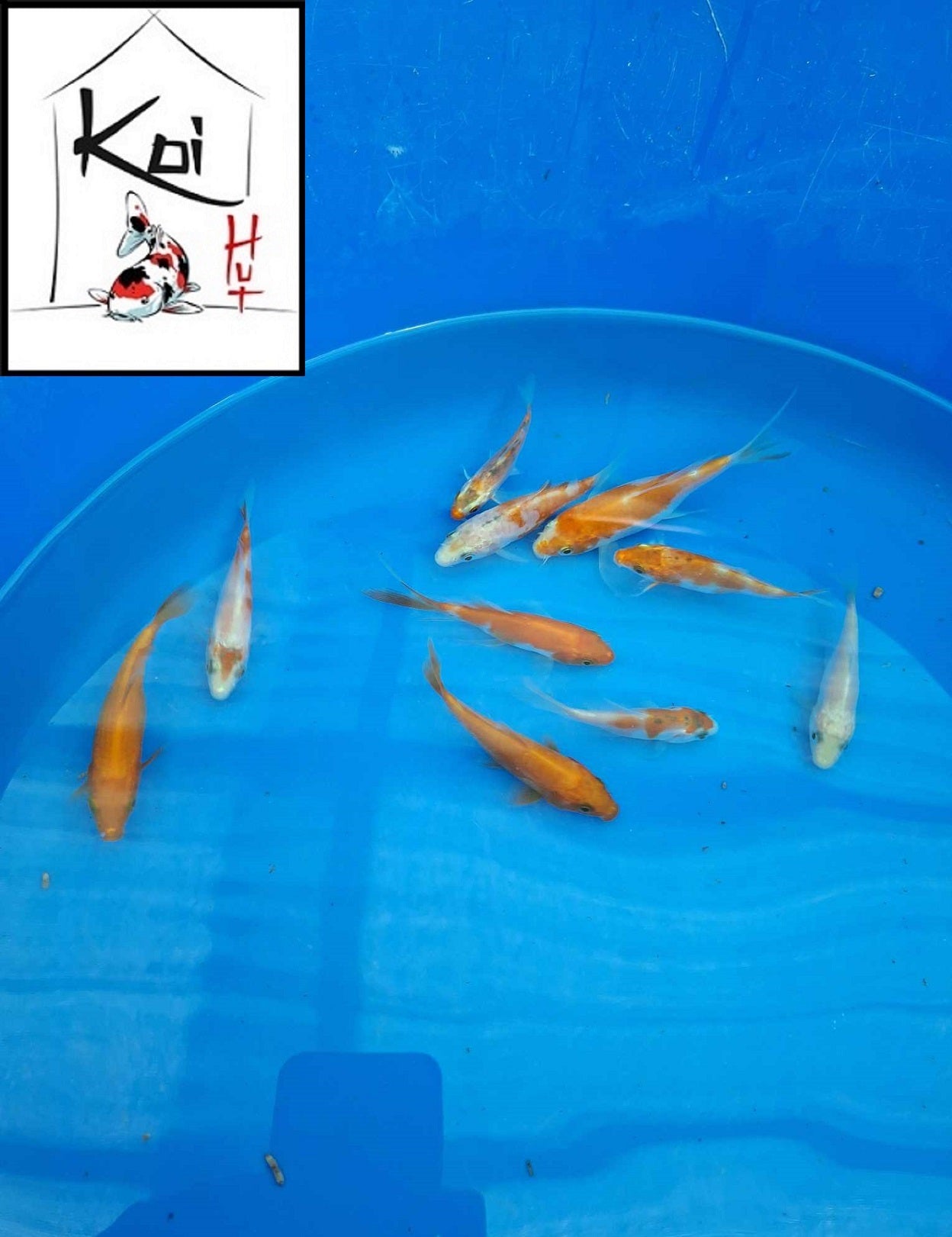 0101 - Tosai Koi Carp Mix 7cm - 10cm