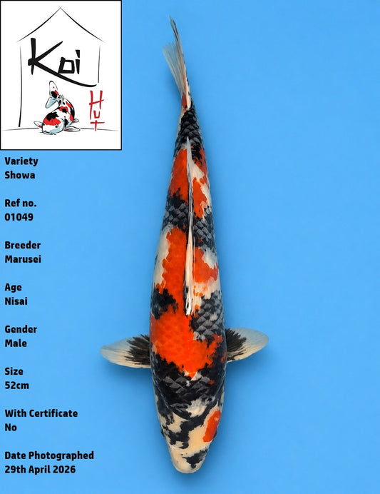 01049 - Showa [Marusei]
