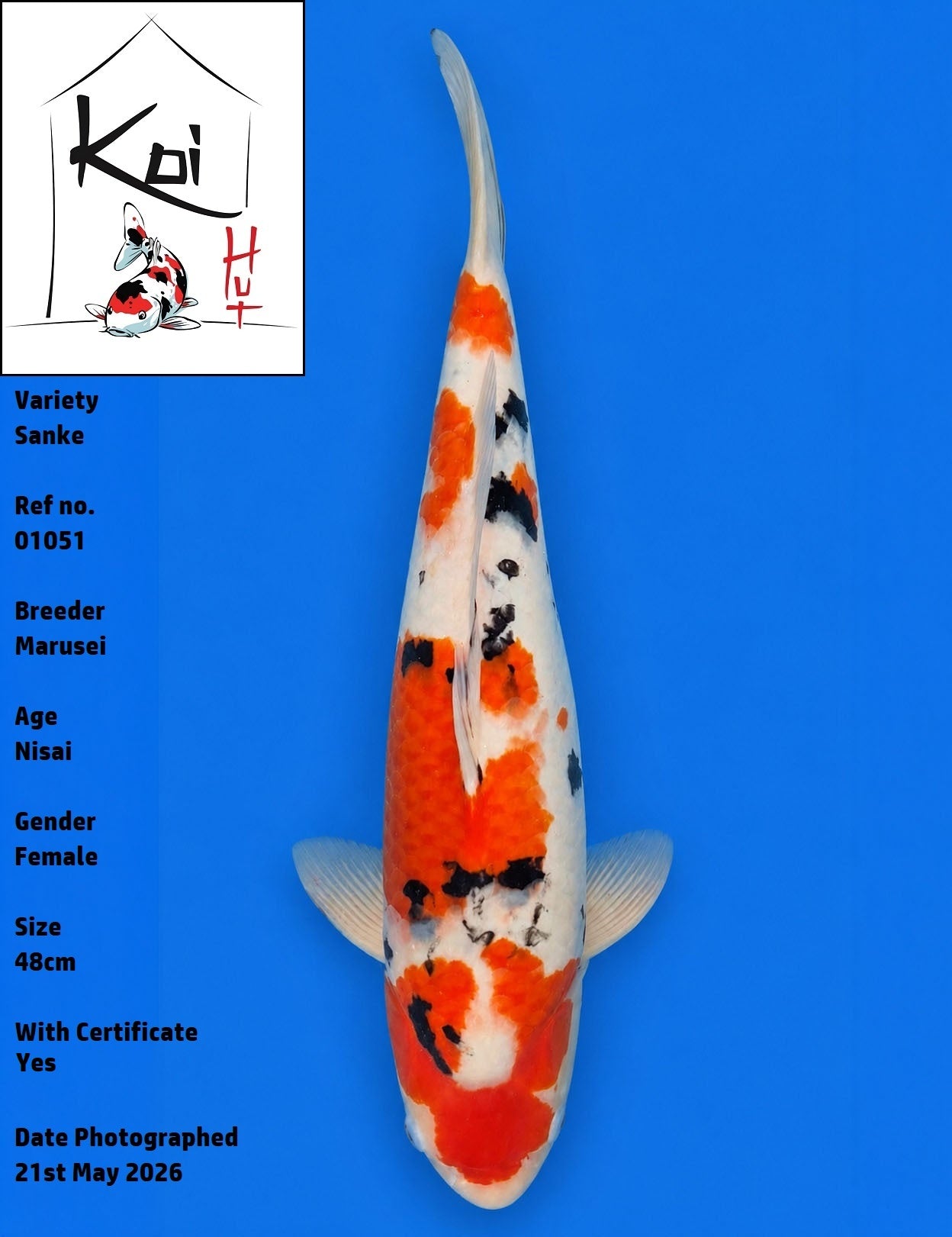 01051 - Sanke [Marusei]