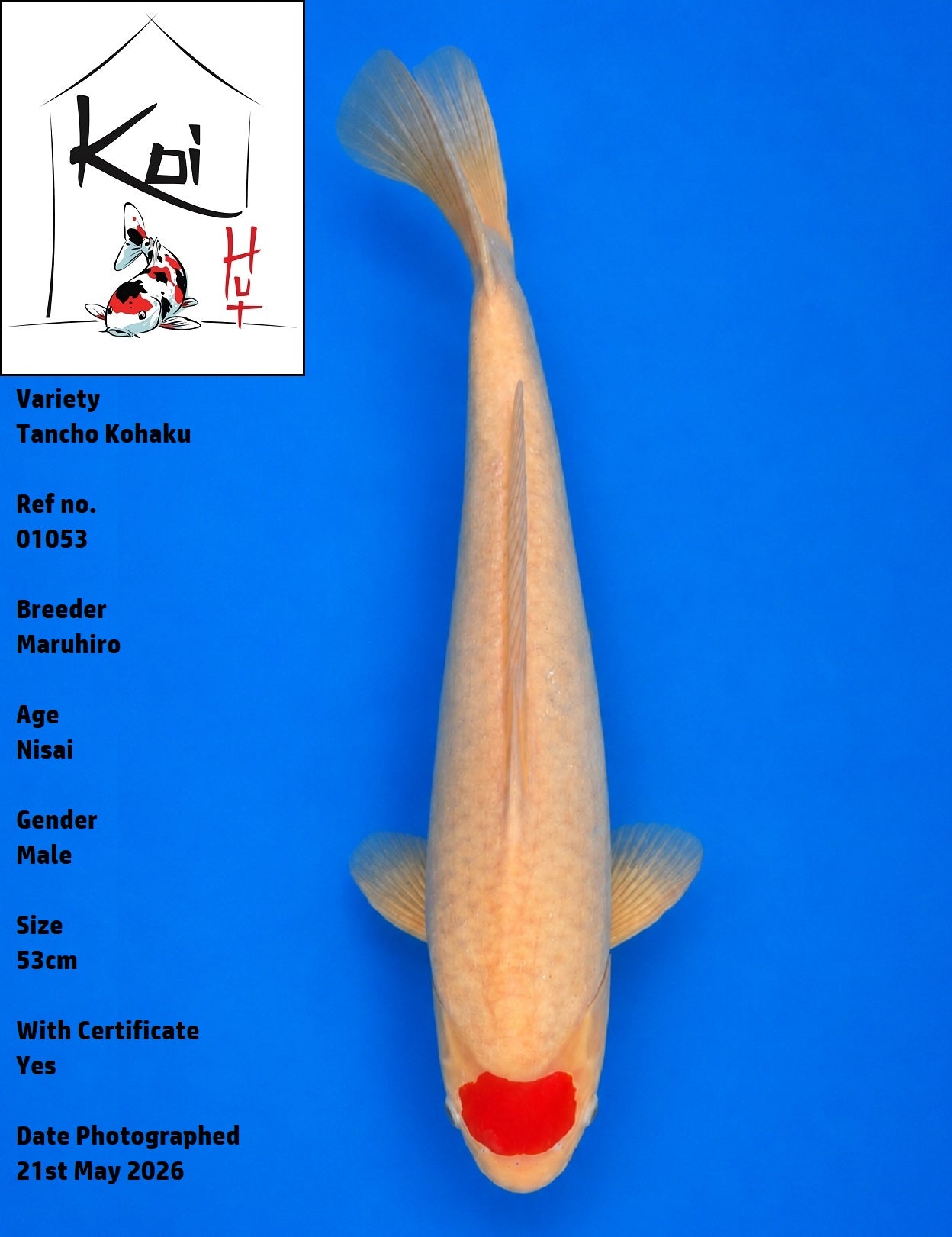 01053 - Tancho Kohaku [Maruhiro]