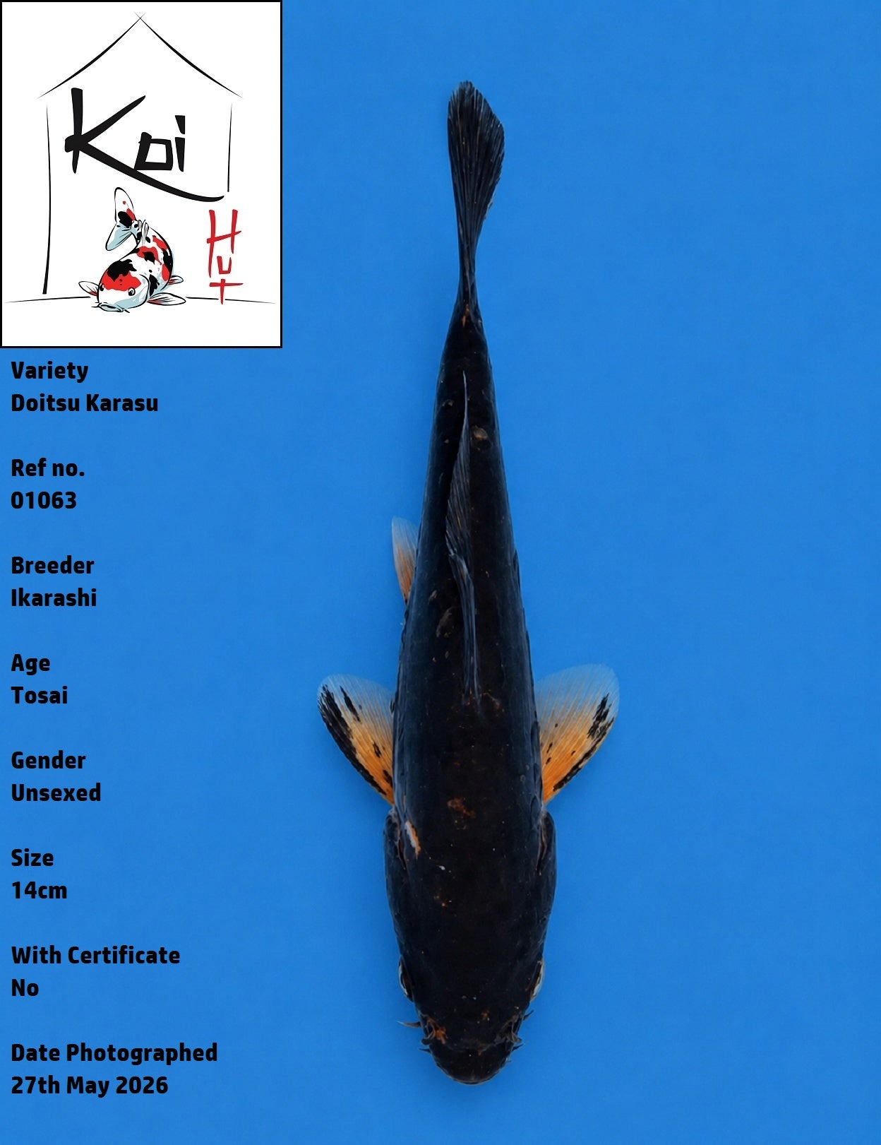 01063 - Doitsu Karasu [Ikarashi]
