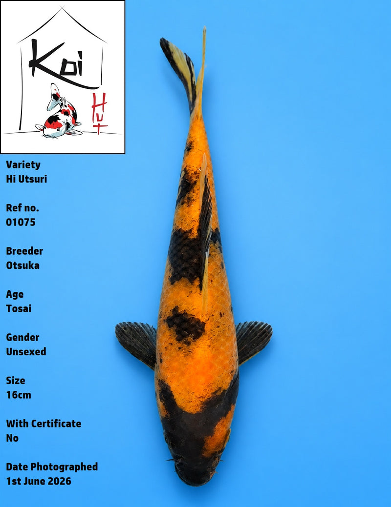 01075 - Hi Utsuri [Otsuka]