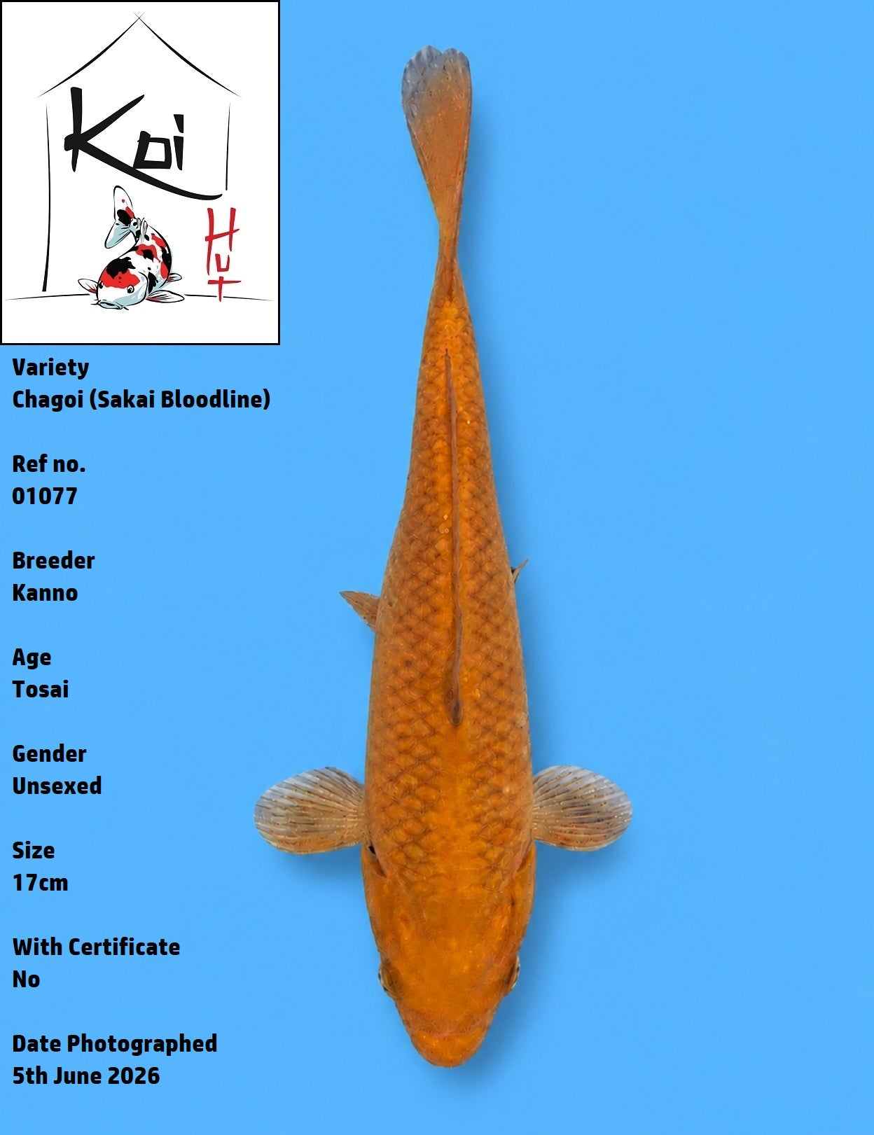 01077 - Chagoi [Kanno]