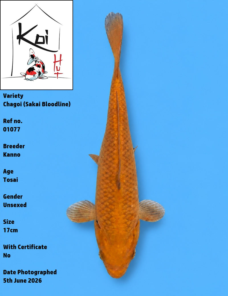 01077 - Chagoi [Kanno]
