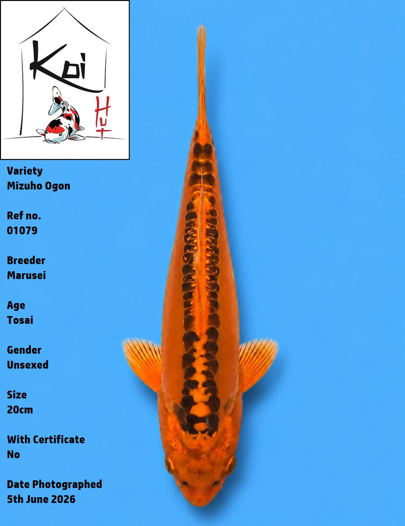 01079 - Mizuho Ogon [Marusei]