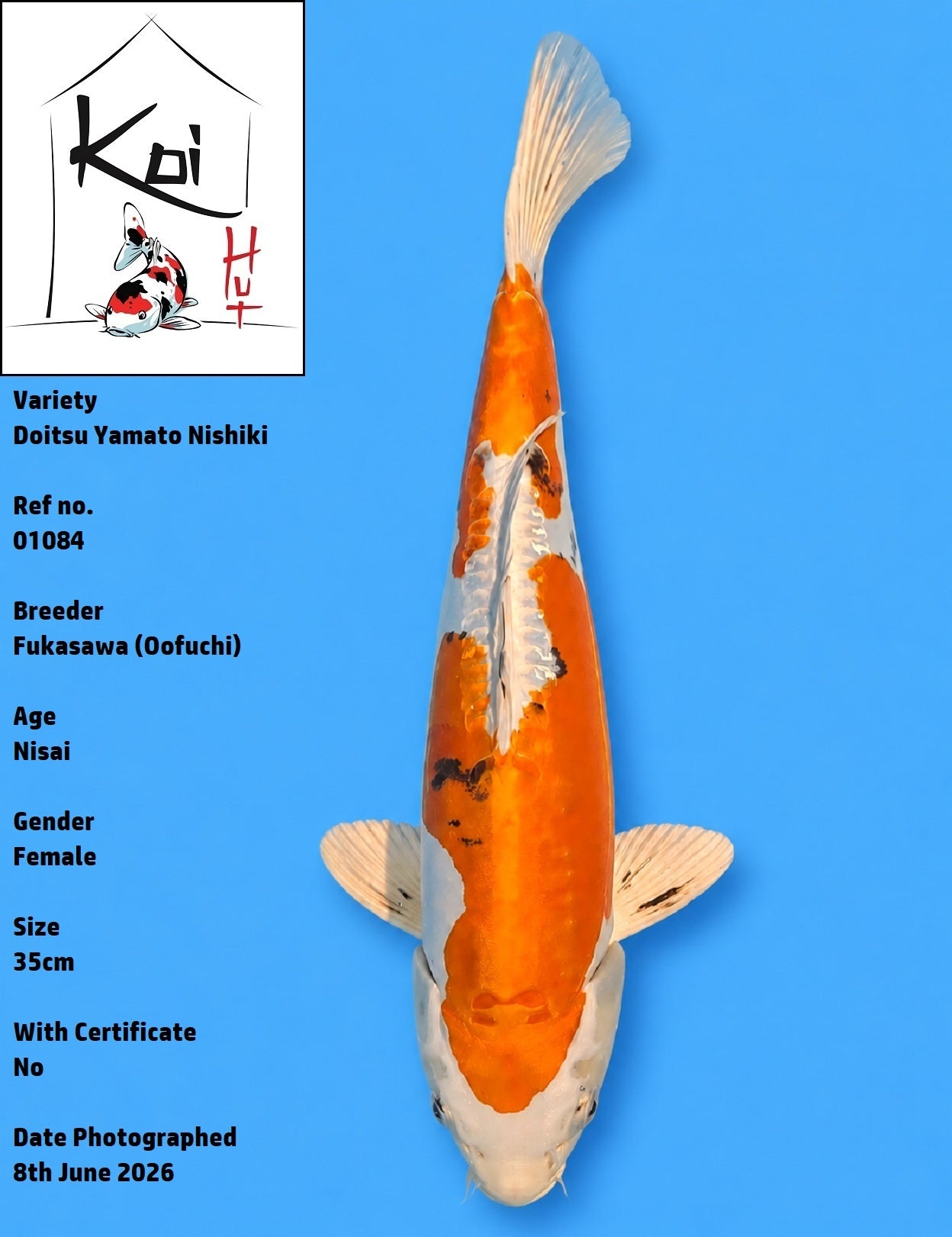 01084 - Doitsu Yamato Nishiki [Fukasawa]