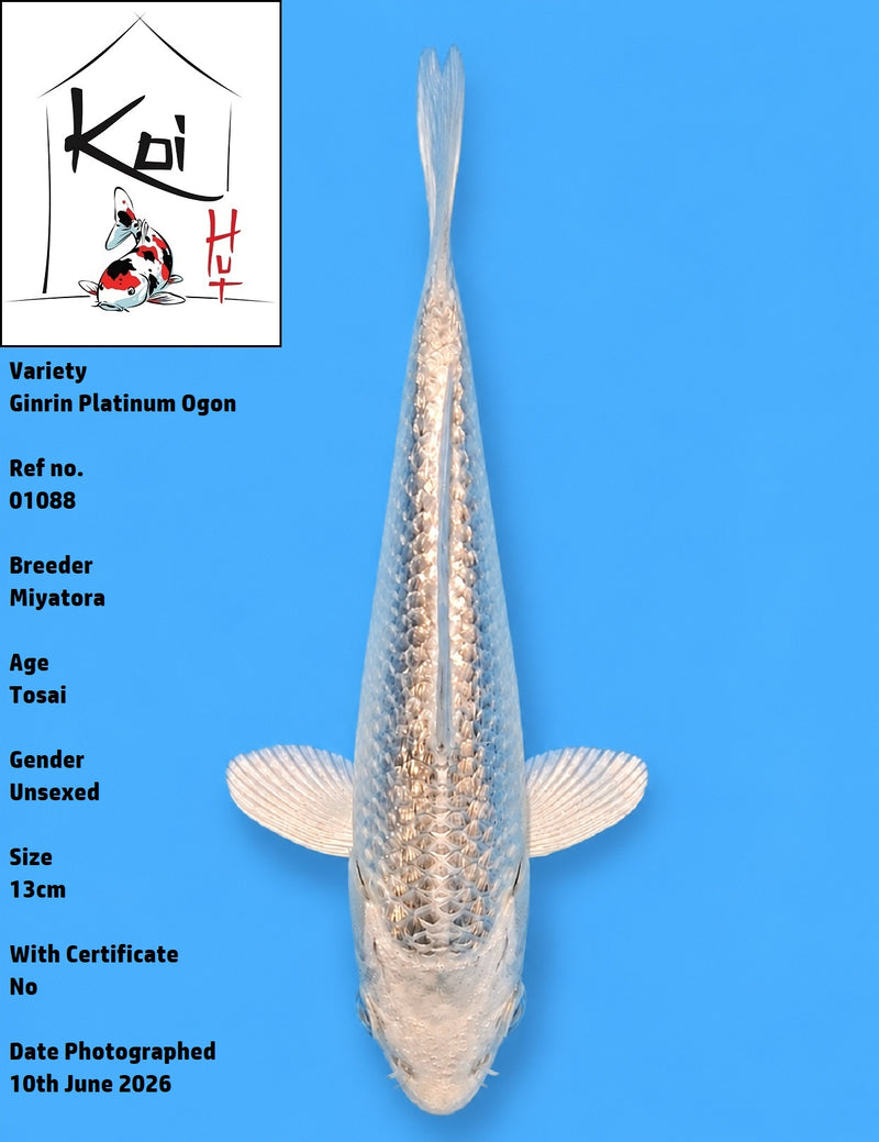 01088 - Ginrin Platinum Ogon [Miyatora]