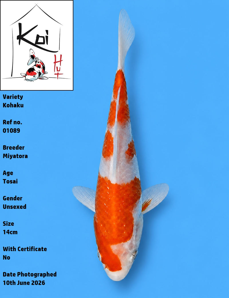 01089 - Kohaku [Miyatora]
