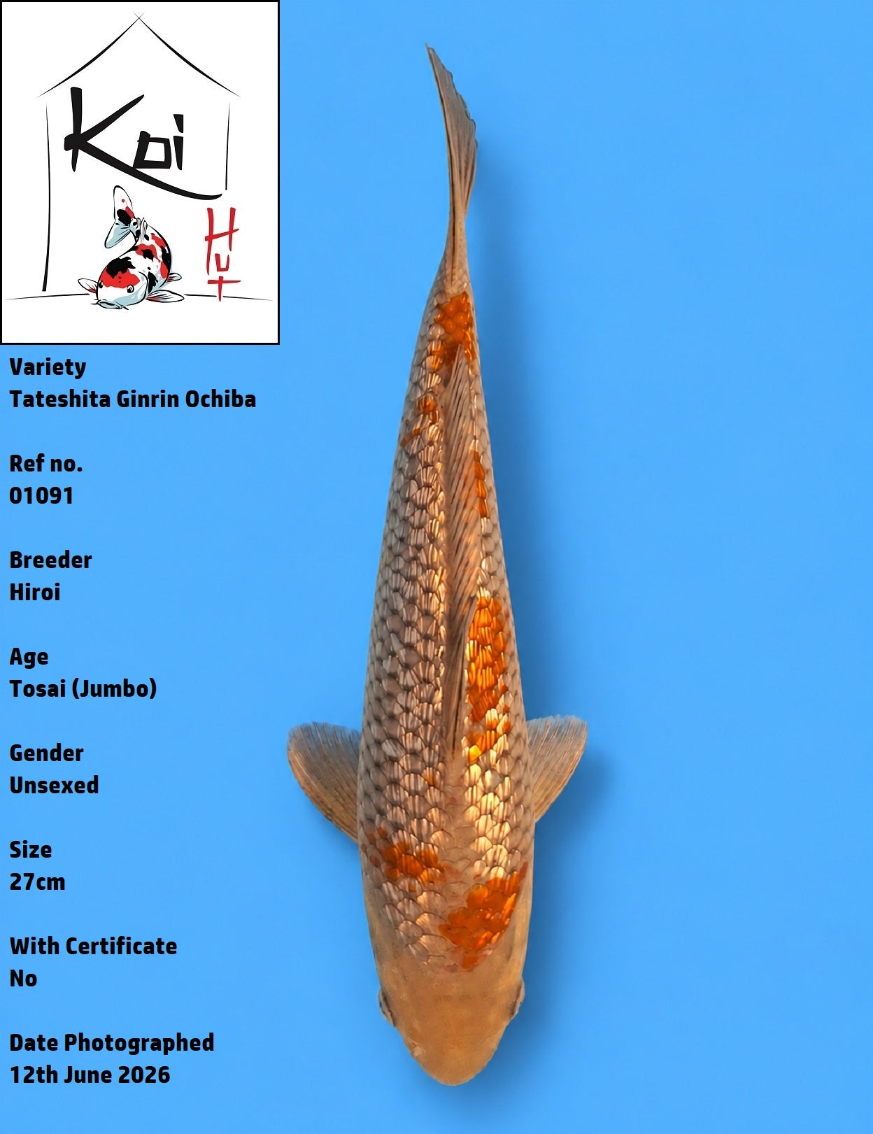 01091 - Tateshita Ginrin Ochiba [Hiroi]