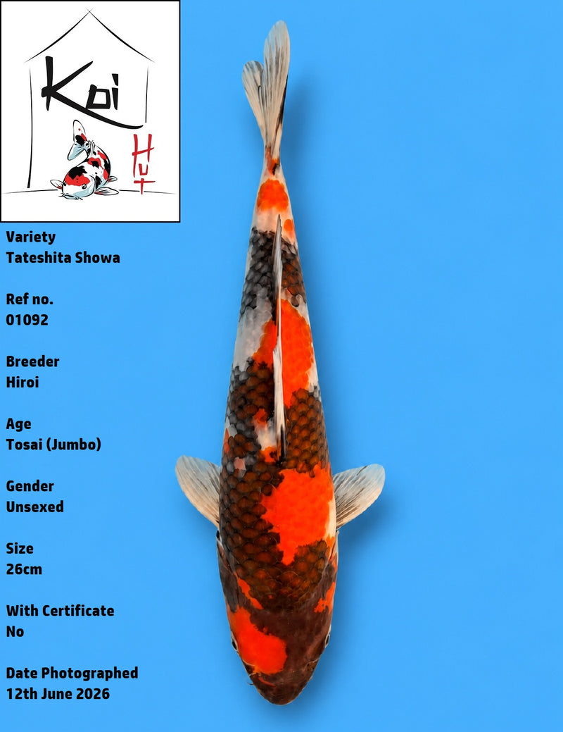 01092 - Tateshita Showa [Hiroi]