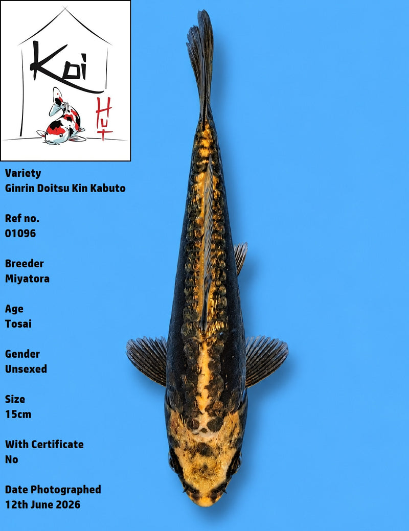 01096 - Ginrin Doitsu Kin Kabuto [Miyatora]