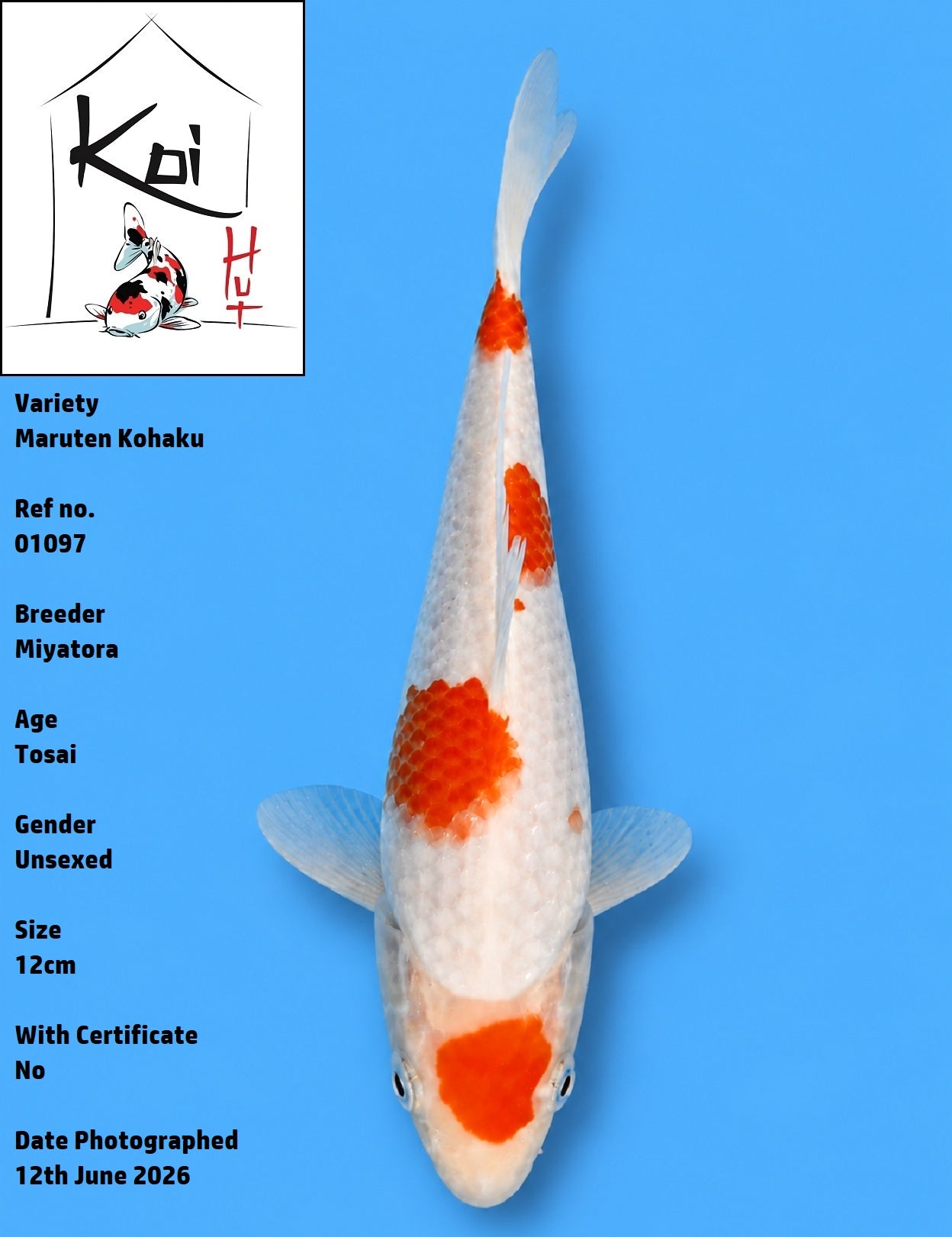 01097 - Kohaku [Miyatora]