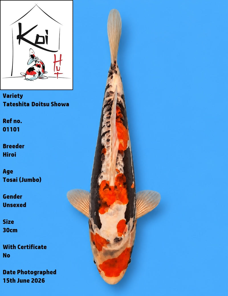 01101 - Tateshita Doitsu Showa [Hiroi]