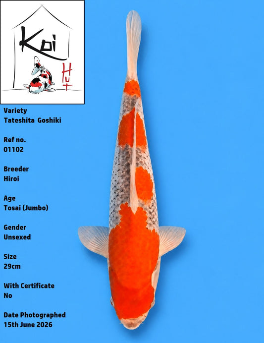 01102 - Tateshita Goshiki [Hiroi]