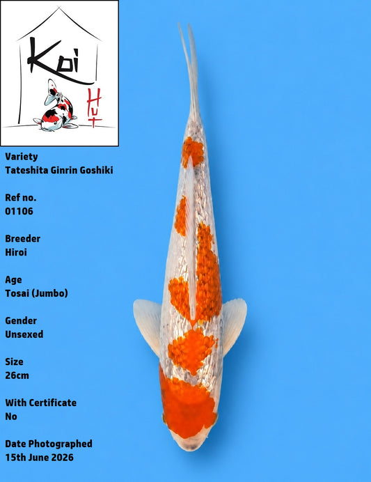 01106 - Tateshita Ginrin Goshiki [Hiroi]