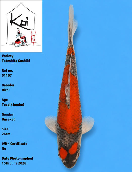 01107 - Tateshita Goshiki [Hiroi]