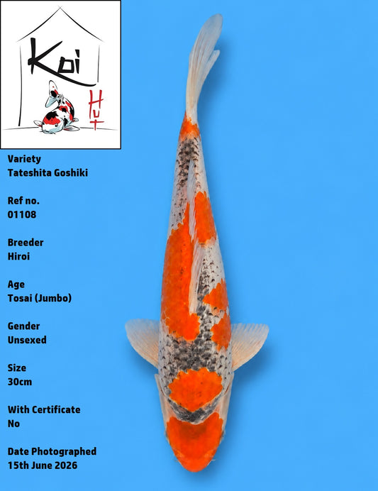 01108 - Tateshita Goshiki [Hiroi]