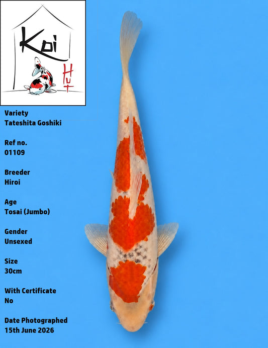 01109 - Tateshita Goshiki [Hiroi]