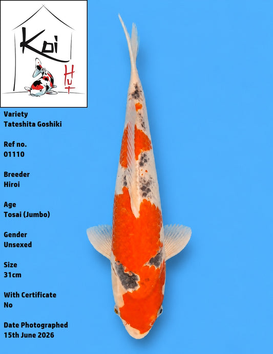 01110 - Tateshita Goshiki [Hiroi]