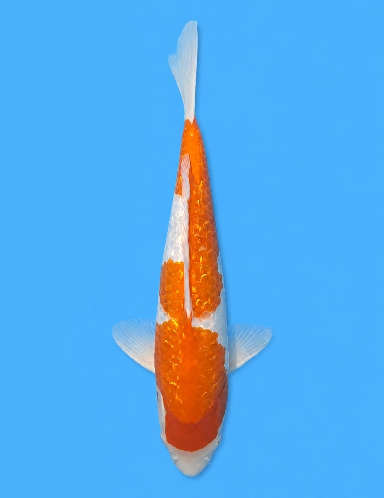 01112 - Ginrin Kohaku [Fukasawa]
