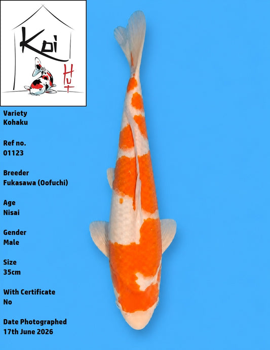 01123 - Kohaku [Fukasawa]