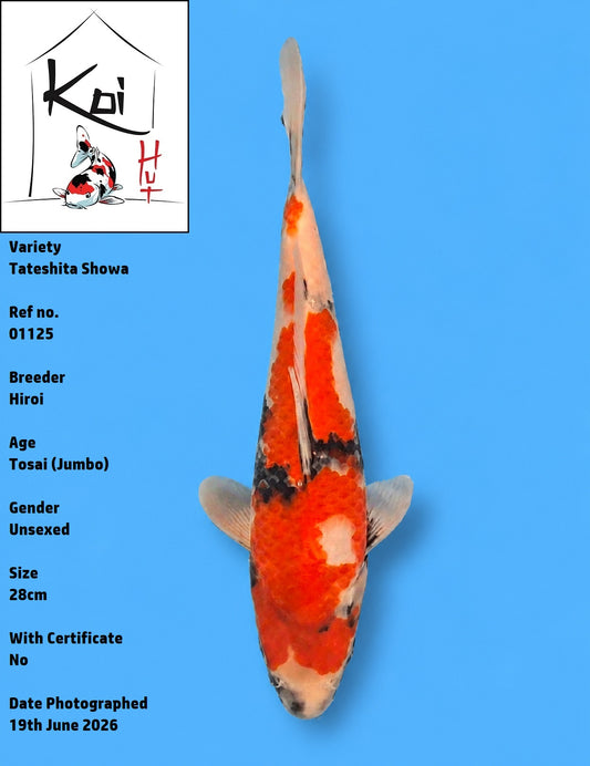01125 - Tateshita Showa [Hiroi]