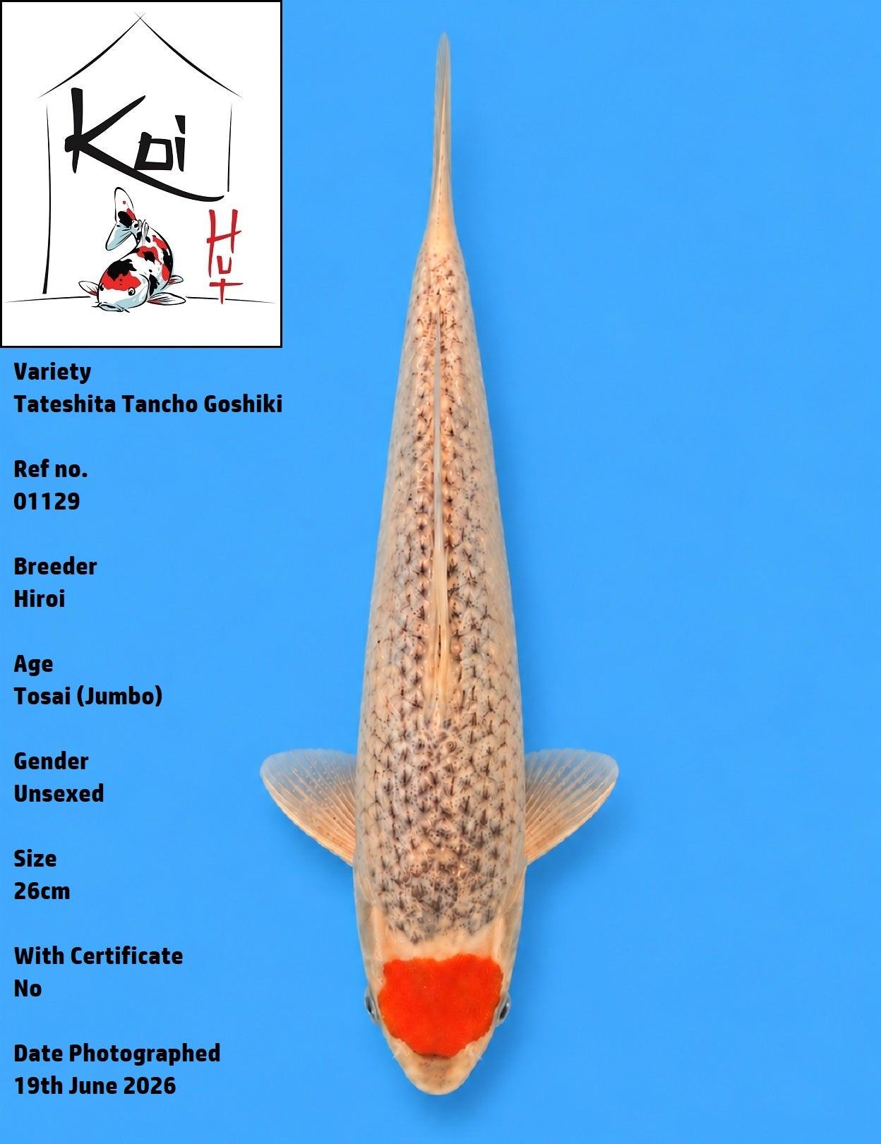 01129 - Tateshita Tancho Goshiki [Hiroi]