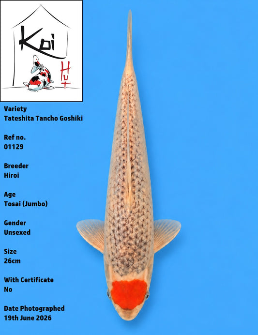 01129 - Tateshita Tancho Goshiki [Hiroi]