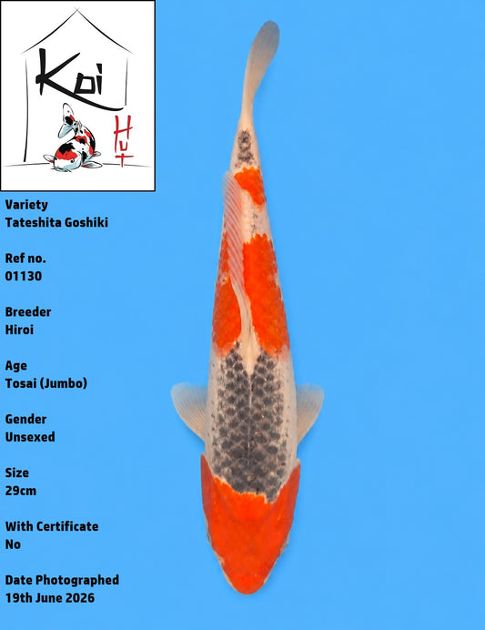 01130 - Tateshita Goshiki [Hiroi]