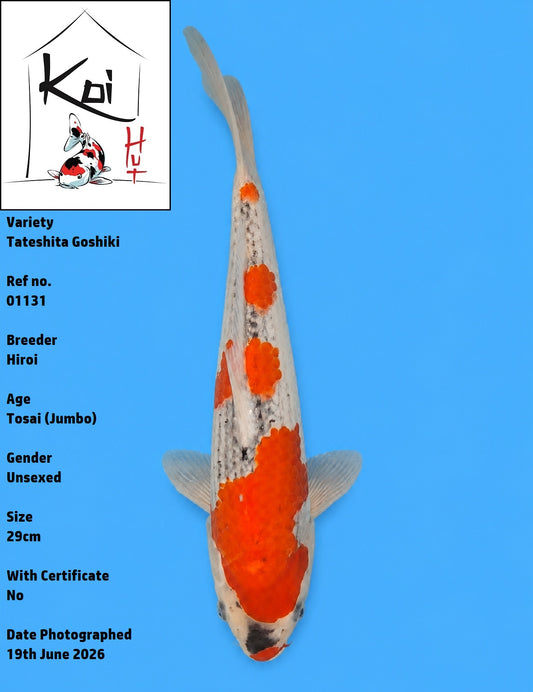 01131 - Tateshita Goshiki [Hiroi]