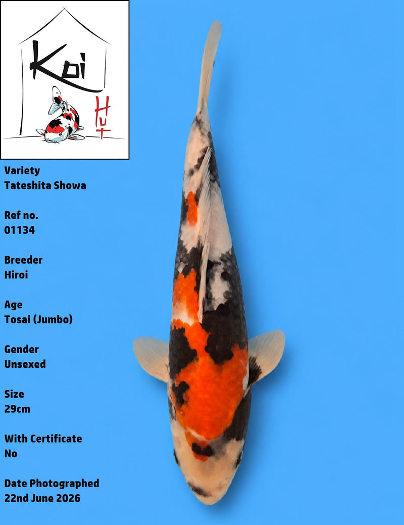 01134 - Tateshita Showa [Hiroi]