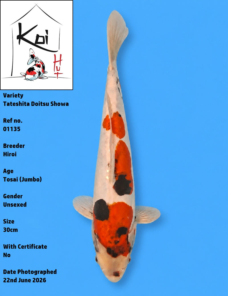01135 - Tateshita Doitsu Showa [Hiroi]