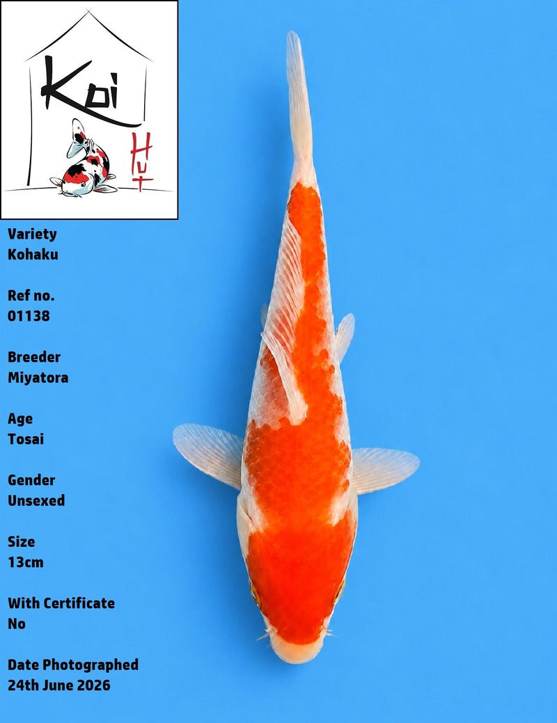 01138 - Kohaku [Miyatora]