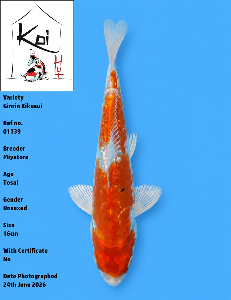 01139 - Ginrin Kikusui [Miyatora]