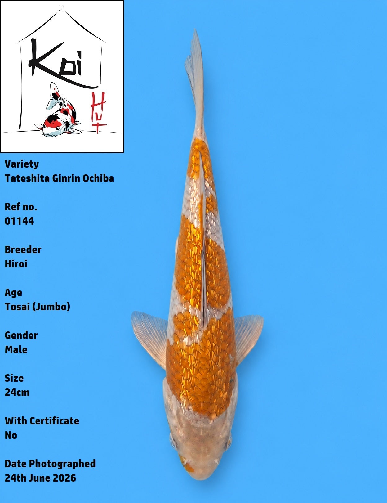 01144 - Tateshita Ginrin Ochiba [Hiroi]