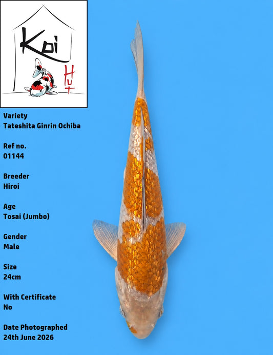 01144 - Tateshita Ginrin Ochiba [Hiroi]