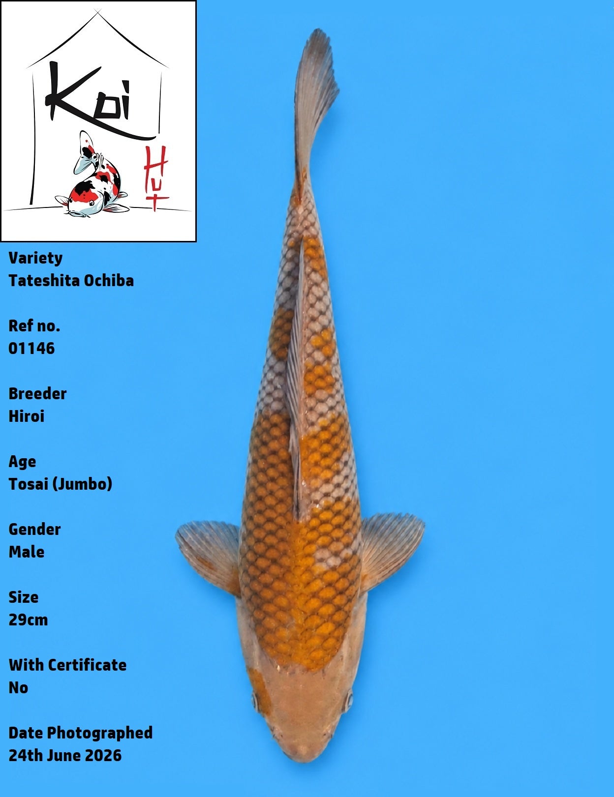 01146 - Tateshita Ochiba [Hiroi]