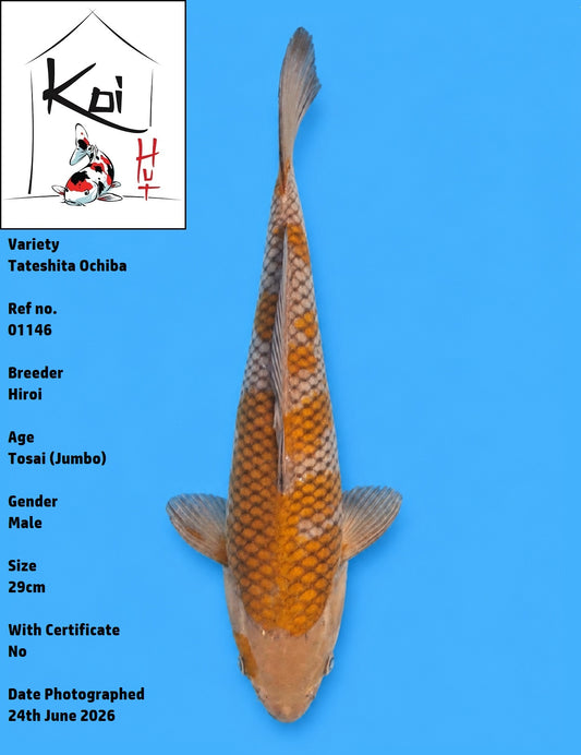 01146 - Tateshita Ochiba [Hiroi]