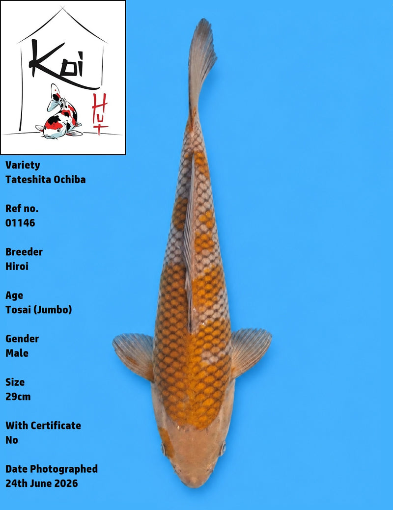 01146 - Tateshita Ochiba [Hiroi]