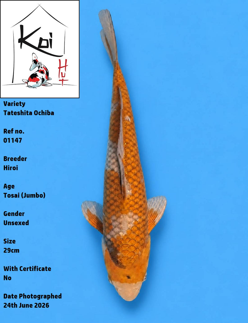 01147 - Tateshita Ochiba [Hiroi]