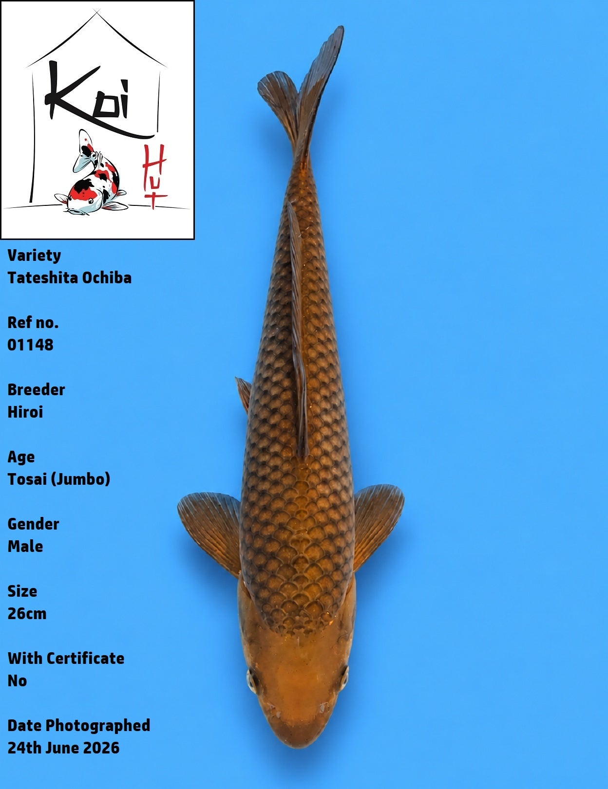 01148 - Tateshita Ochiba [Hiroi]
