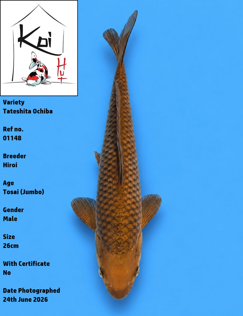 01148 - Tateshita Ochiba [Hiroi]