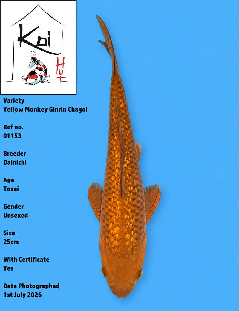 01153 - Yellow Monkey Ginrin Chagoi [Dainichi]