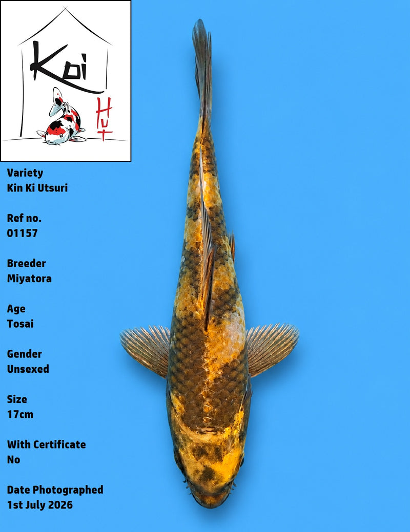 01157 - Kin Ki Utsuri [Miyatora]