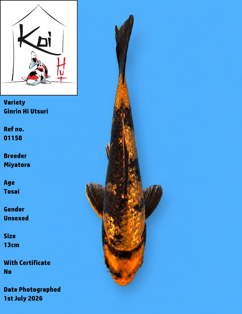 01158 - Ginrin Hi Utsuri [Miyatora]