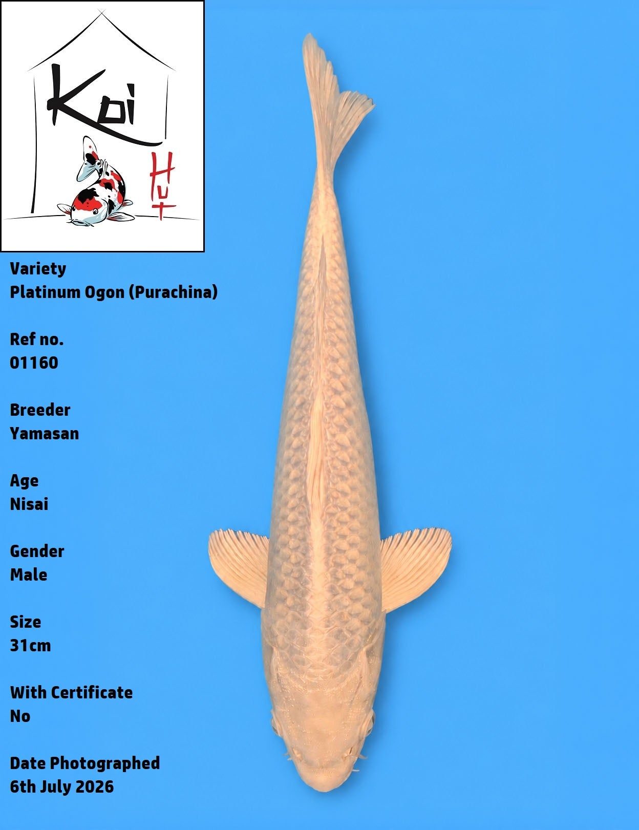 01160 - Purachina Ogon [Yamasan]